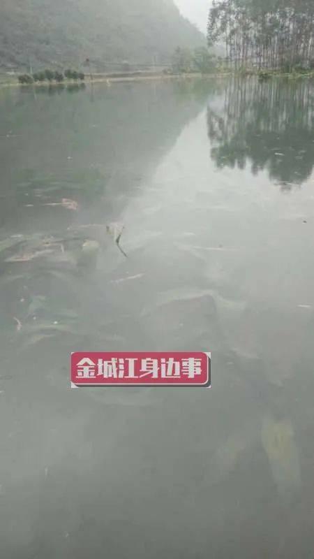 河池市网友爆料新闻,惊现神秘事件,真相令人震惊! 第3张 河池市网友爆料新闻,惊现神秘事件,真相令人震惊! 第3张